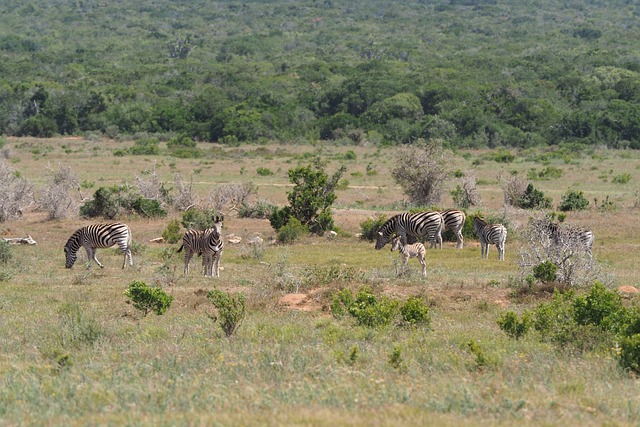 millonaria caixa