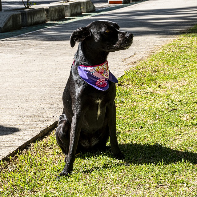 banca de bicho aliança