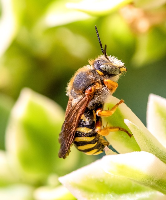 caixa economica loteria federal