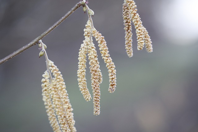 loeria caixaloteria caixa