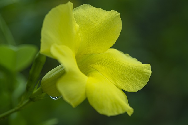 Foto do arquivo: fornecida por 【red hot poker】