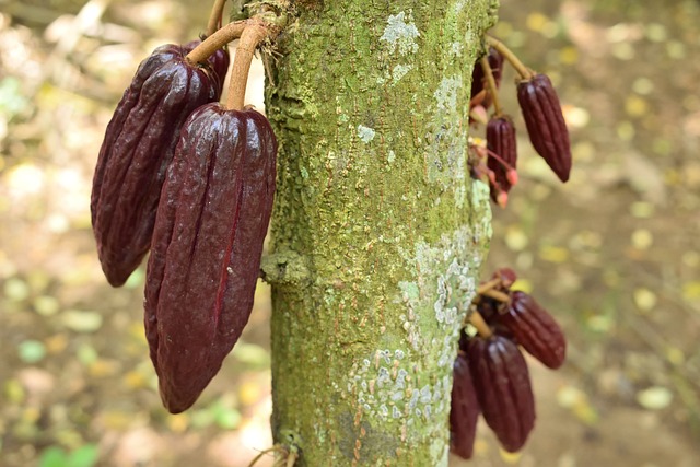 palavra cruzada