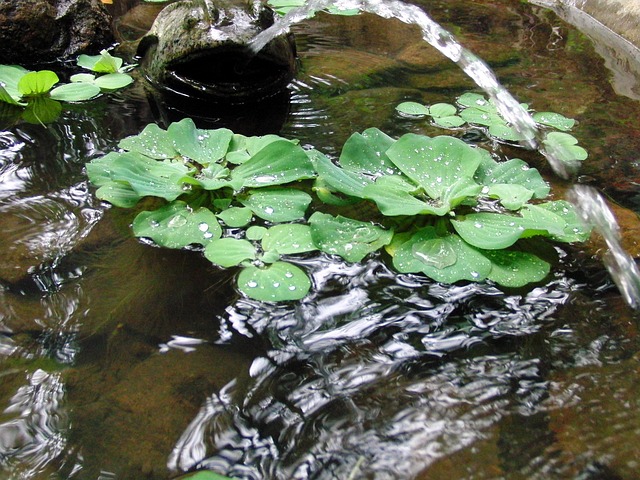 amuleto cassino