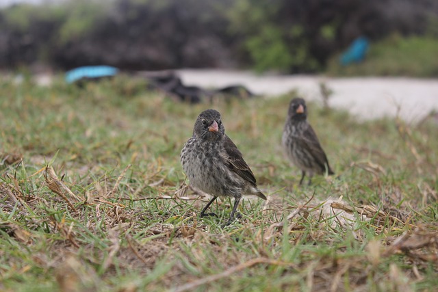 fotos de bichos de terror