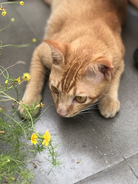 Foto do arquivo: fornecida por 【melhor horário para jogar fortune tiger】