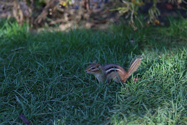 Foto do arquivo: fornecida por 【resultado jogo do bicho de hoje 11hrs】