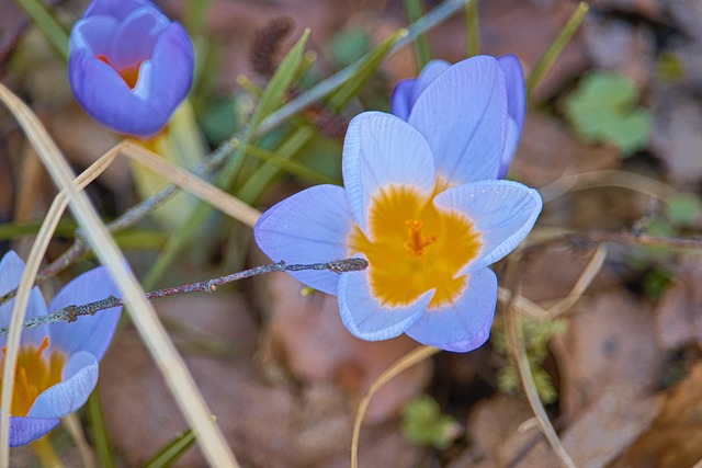 plataforma tigrinho