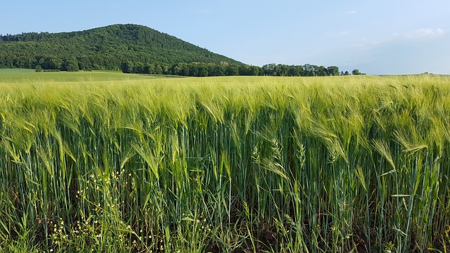 baixar planilha lotofácil 23 dezenas grátis