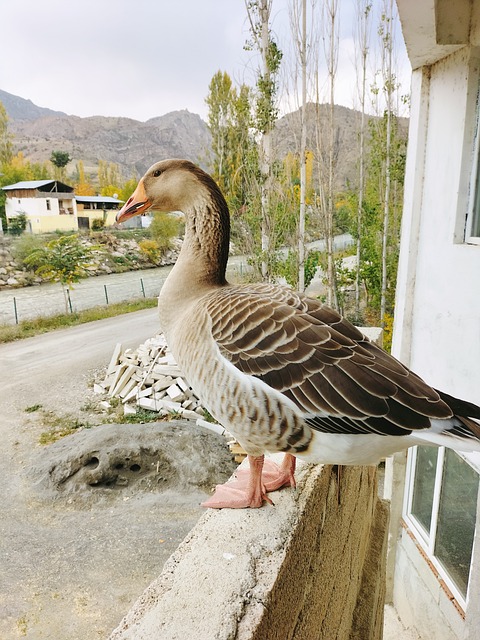 bingo baixaki