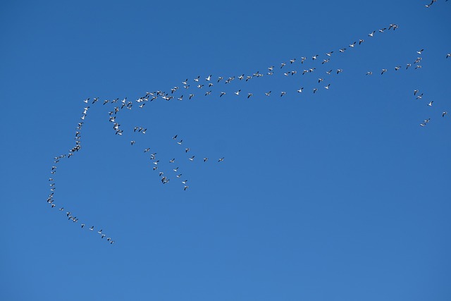 Foto do arquivo: fornecida por 【lodi777 ph】