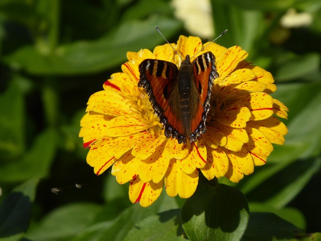 numero da borboleta na loteria federal