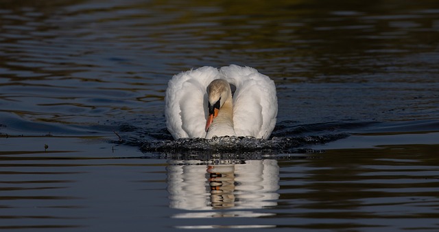 dove slots