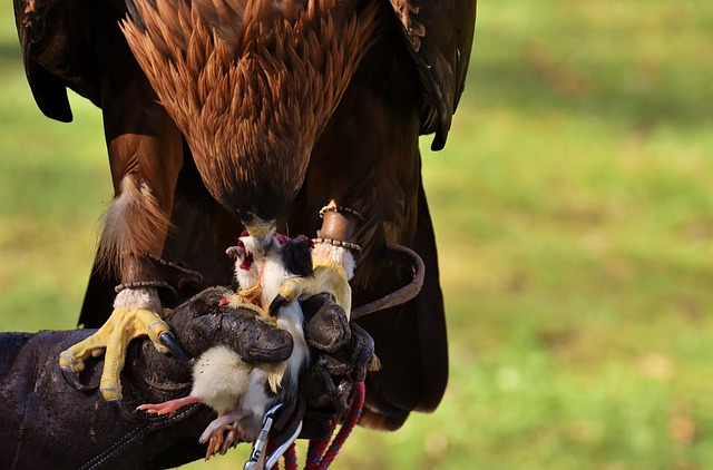 Foto do arquivo: fornecida por 【BET.BET】