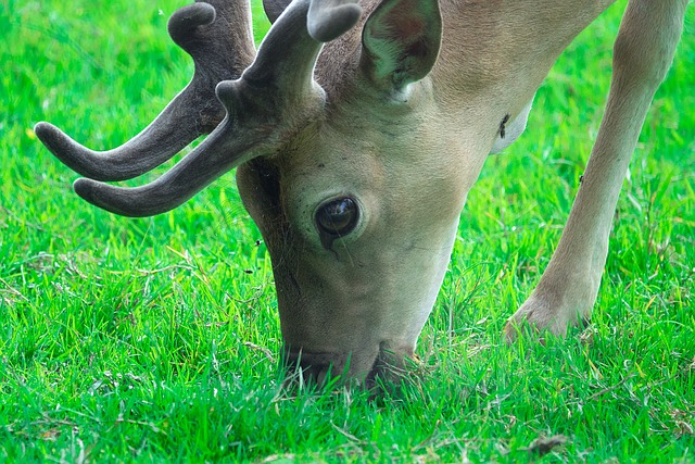 pulga bicho de pe——pulga bicho de pé