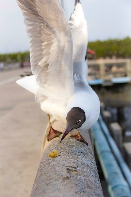 Foto do arquivo: fornecida por 【treasure coast wildlife center services】