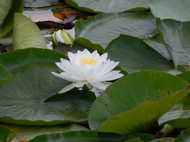 lotéricas caixa