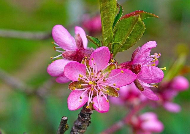 jaqueta blaze rosa