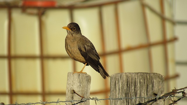 poste resultado do bicho、deu no  das 18 horas