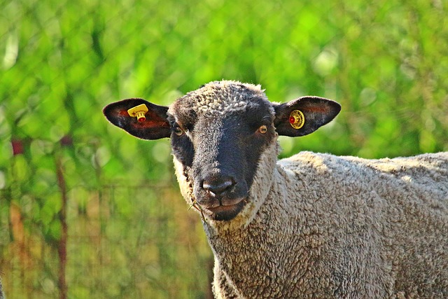 como tirar um bicho do ouvido