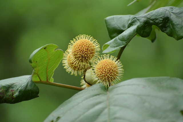 bichos atrasados loteria federal