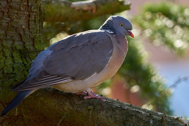 bicho s bomreparador de pontas 