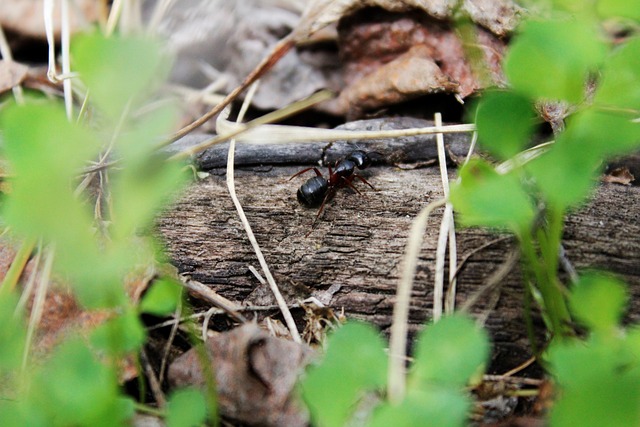 Foto do arquivo: fornecida por 【luckylands】