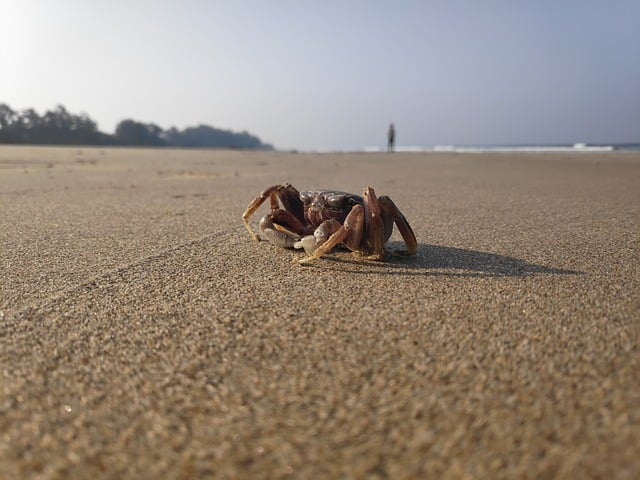 jogo de trator que pega areia