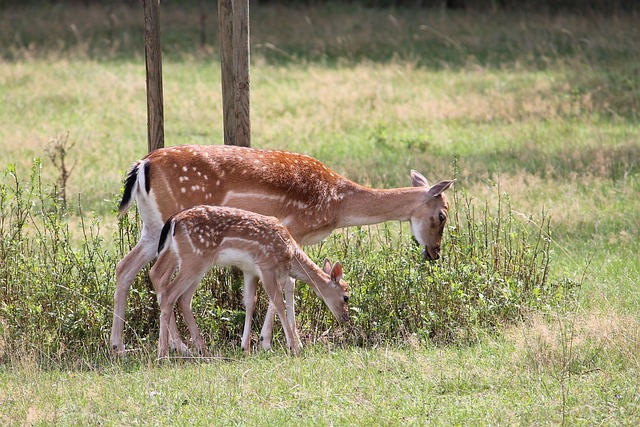 quina de hoje giga bicho|resultado da 