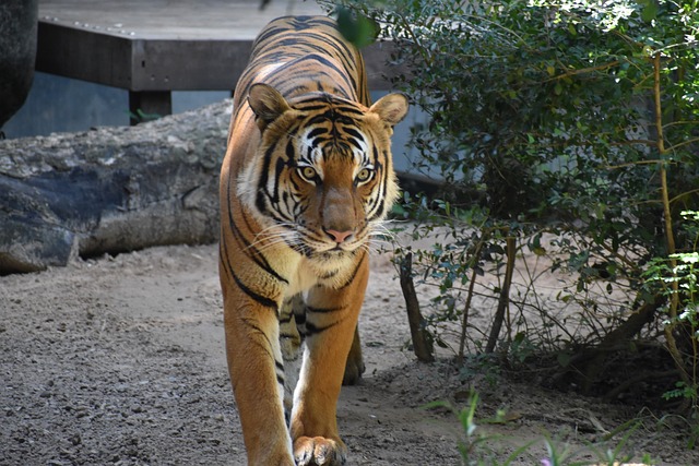 lucky tiger casino