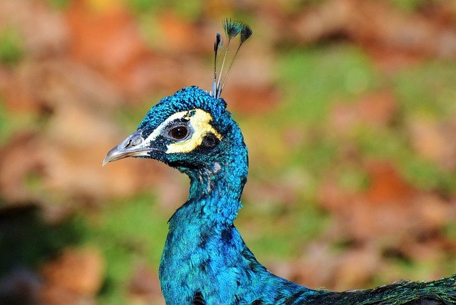 Dicas de palpites para o bicho nacional