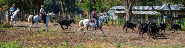 melbet демо счет