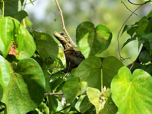 plataforma novas