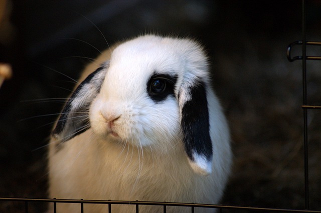 rabbit hunting poker