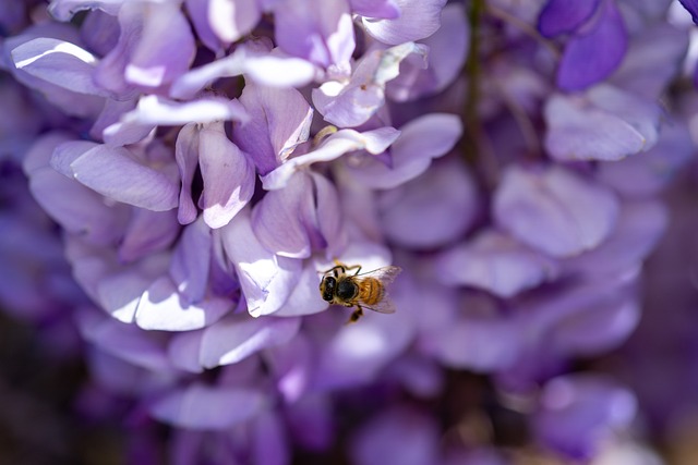 fly de bingo