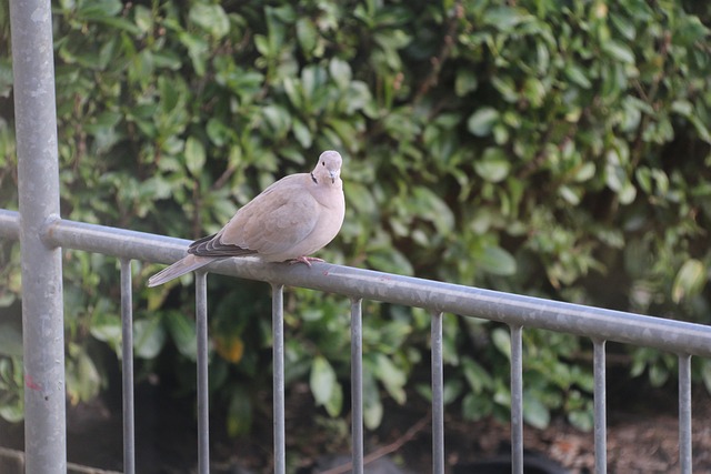 Palpites para a loteria do bicho nacional