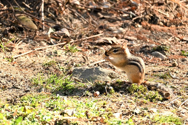 Foto do arquivo: fornecida por 【wild wild riches】