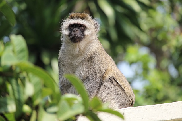 Foto do arquivo: fornecida por 【Números do animal paulista】