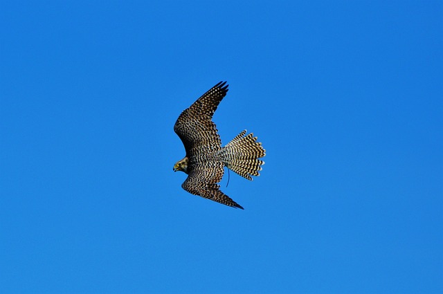 bicho da maçã