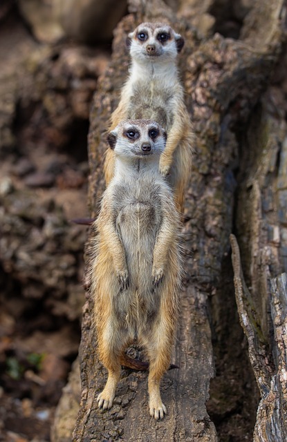 Foto do arquivo: fornecida por 【insta slot】