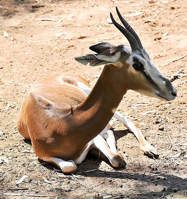 Foto do arquivo: fornecida por 【resultado do jogo de bicho de hoje deu no poste】