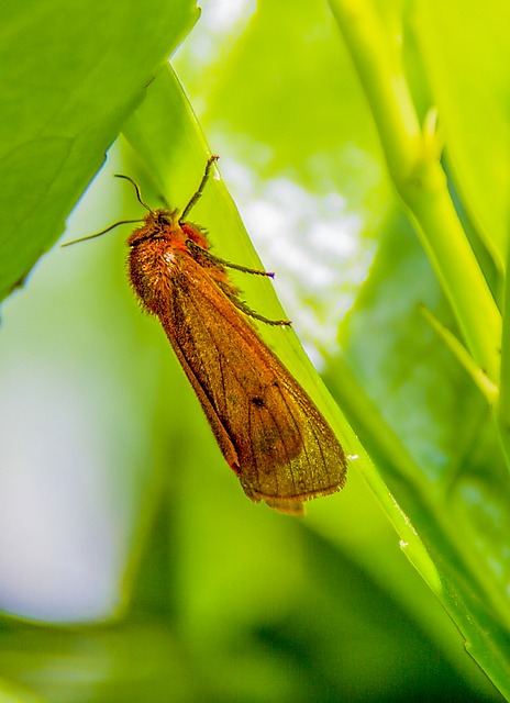 Foto do arquivo: fornecida por 【a planta da fortuna】