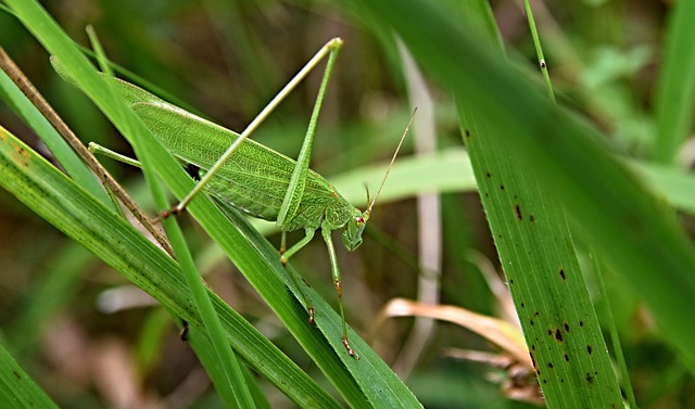 palpite de bicho para hoje——palpite jogo de bicho para hoje