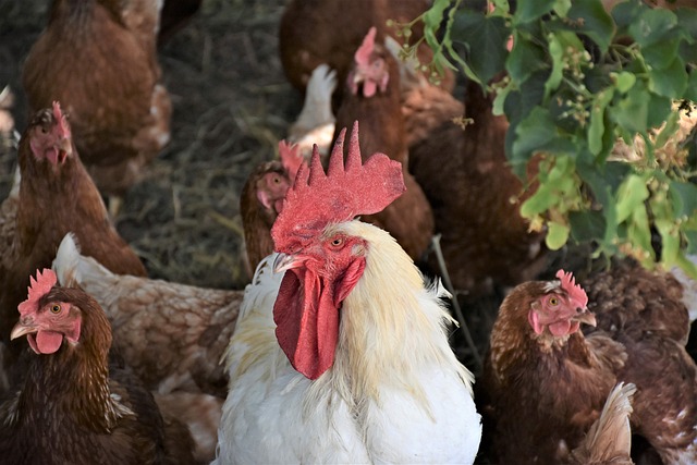 Foto do arquivo: fornecida por 【as melhores】