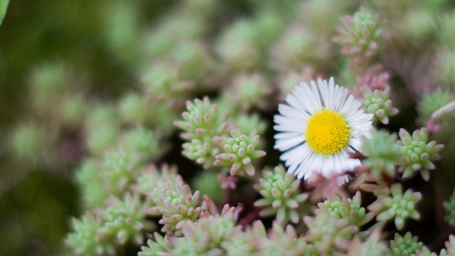 loteria americana acumulada