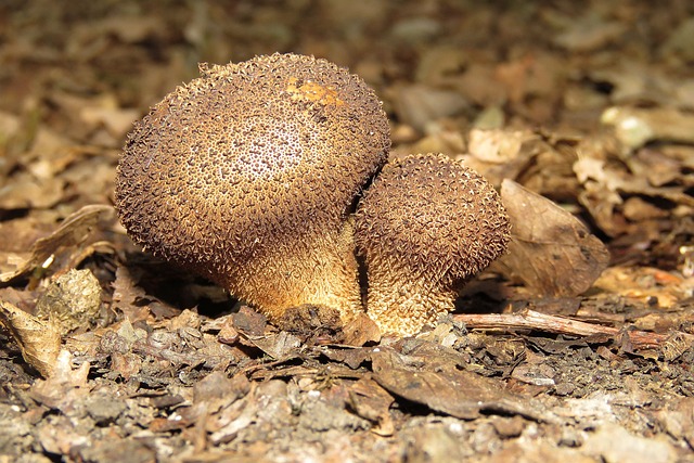 palpites da loteria dos sonhos