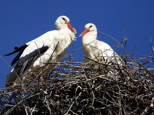 Foto do arquivo: fornecida por 【bicho nacional】