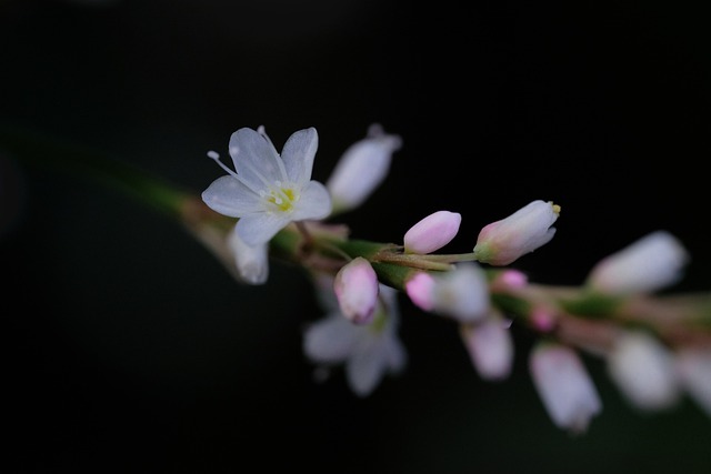 Foto do arquivo: fornecida por 【pousada la marea cassino】