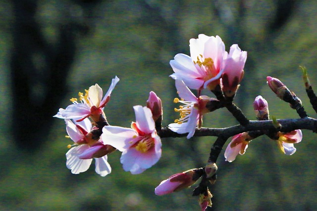 Foto do arquivo: fornecida por 【tiarasa escapes】