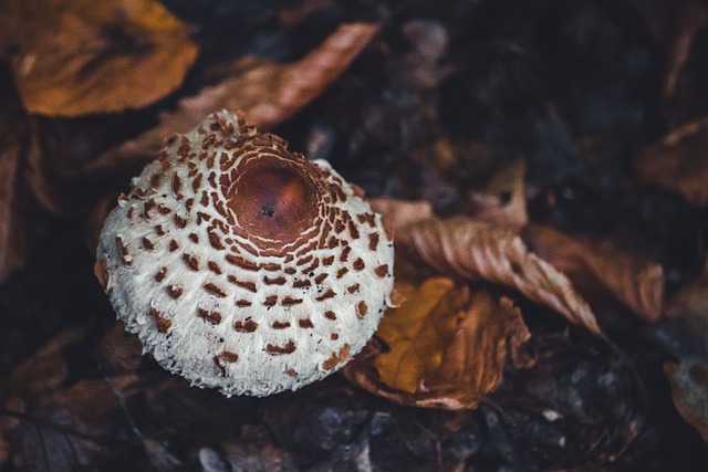 Foto do arquivo: fornecida por 【ganhador da mega】