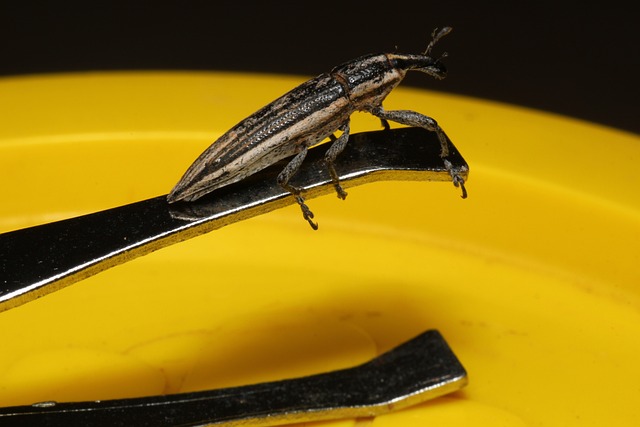 bicho resultado rio de janeiro